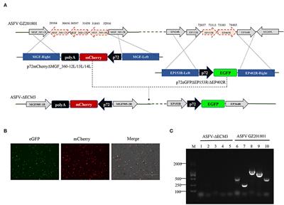 Protection Evaluation of a Five-Gene-Deleted African  - Frontiers